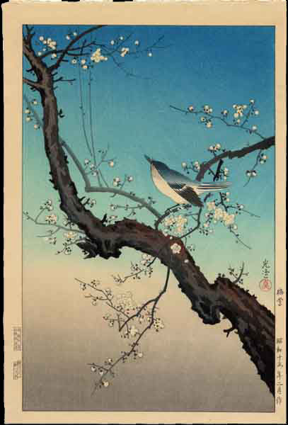Bush Warbler (4)