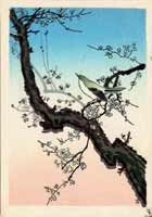 Plum Nightingale