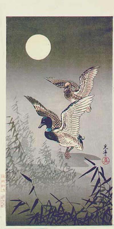TK-DH-077-40-10-3k-CR-Ducks-Andreas