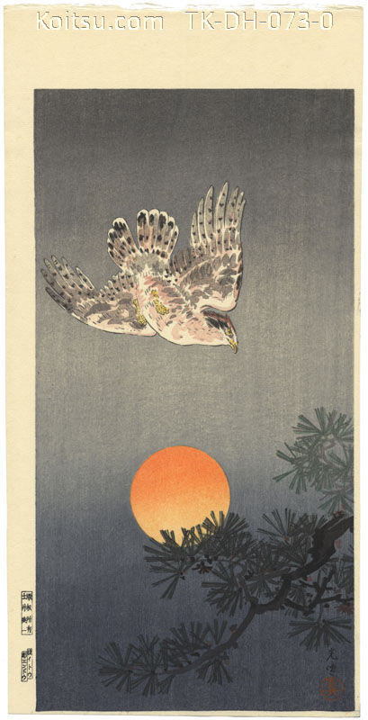 Goshawk