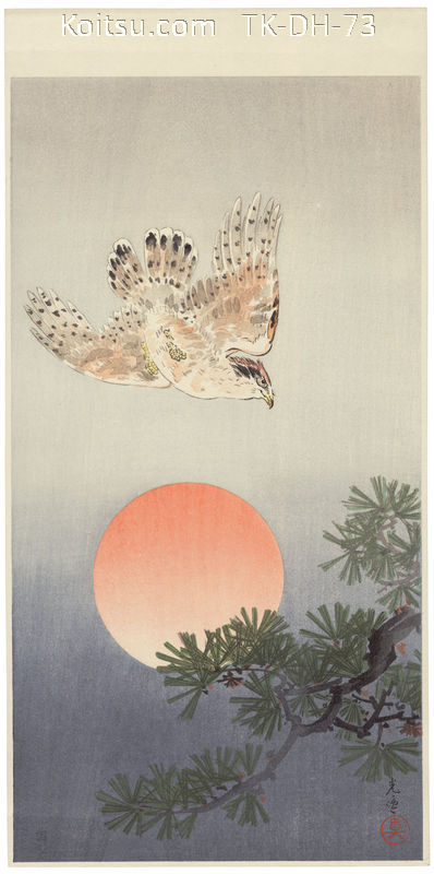Goshawk