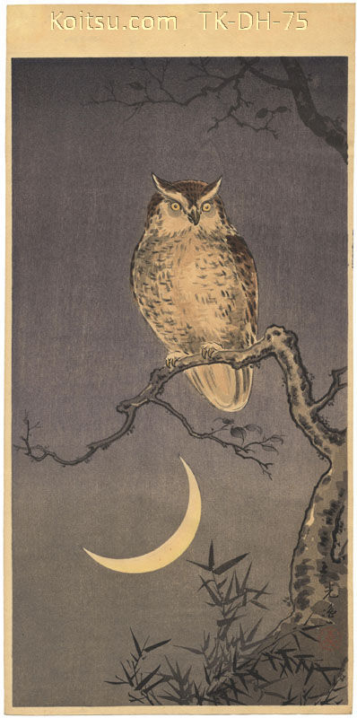 Owl