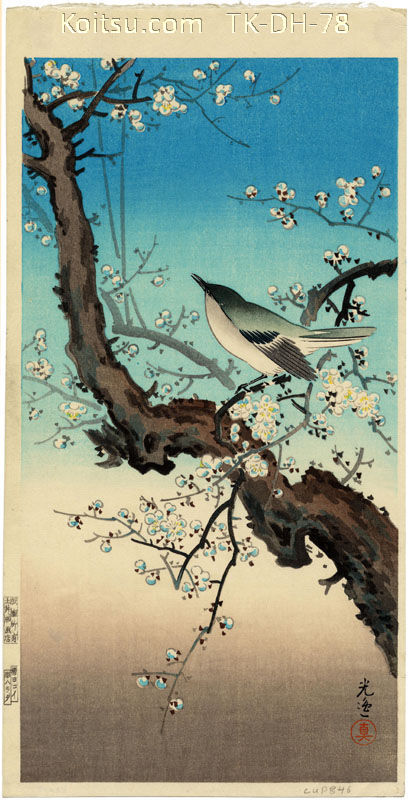 Plum Warbler