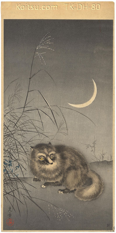 Racoon Dog