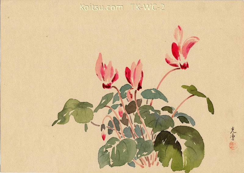 Cyclamen