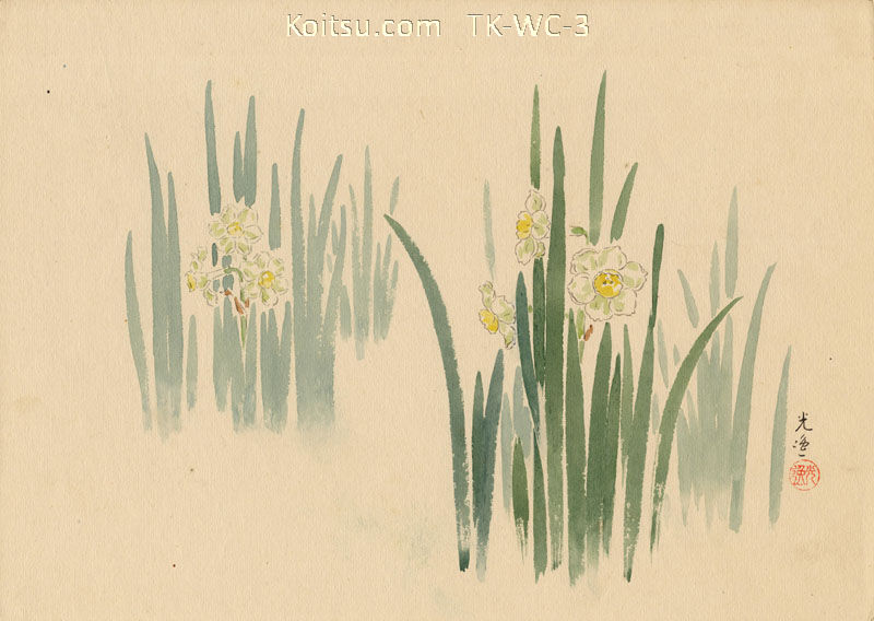 Narcissus