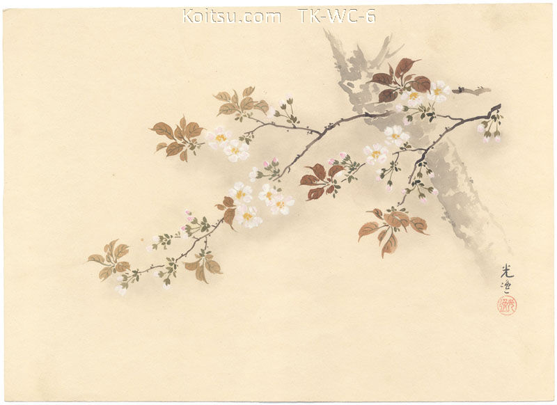 Cherry Blossoms