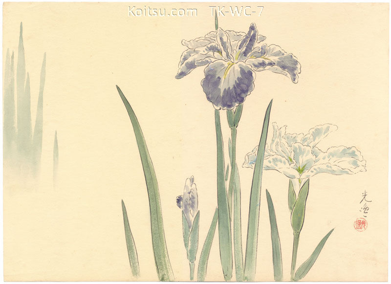 Iris