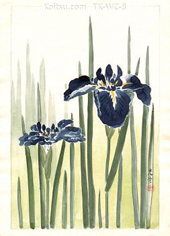 Iris