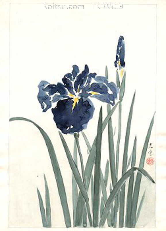Iris